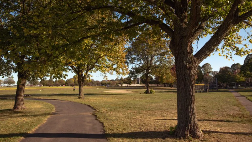 Tree-lined park path in early autumn light