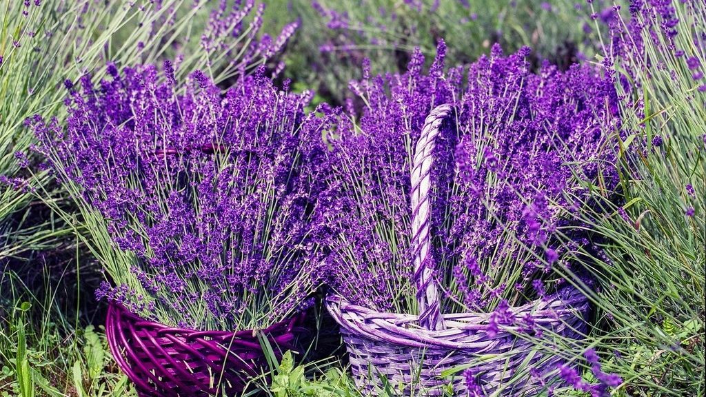 Vivid purple lavender bundles in woven baskets