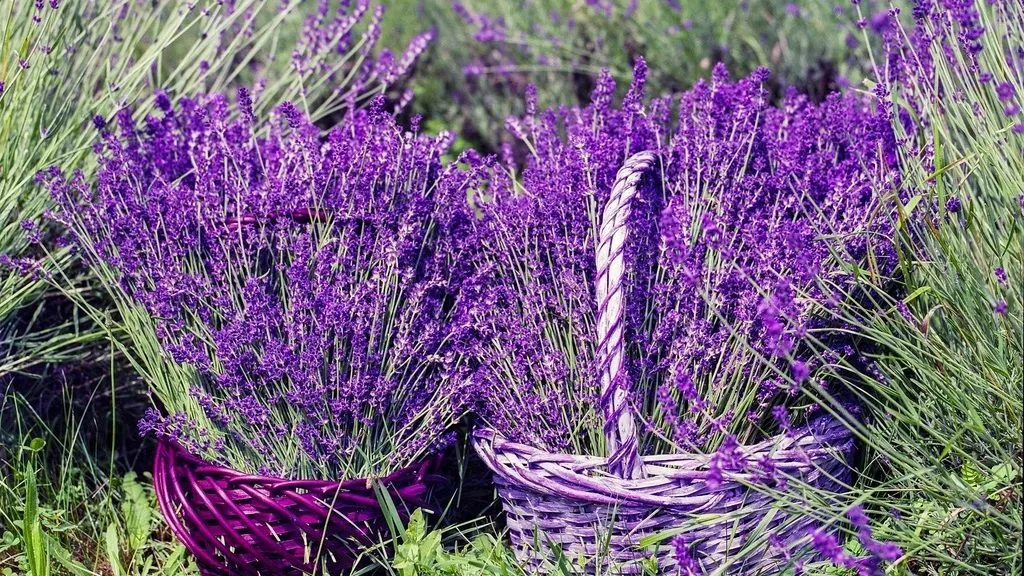 Vivid purple lavender bundles in woven baskets