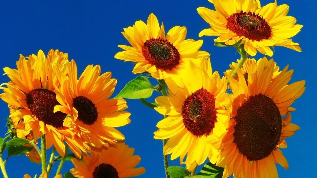 Bright yellow sunflowers against a deep blue sky