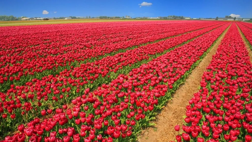 Rows of scarlet tulips under a spring sky